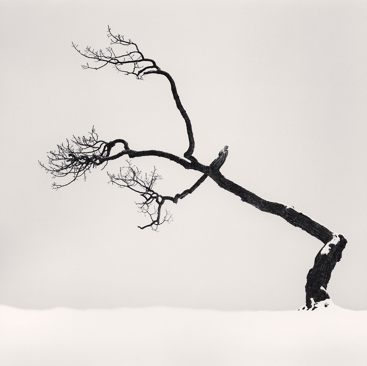 Black and white photo of a bare, bent tree in the snow