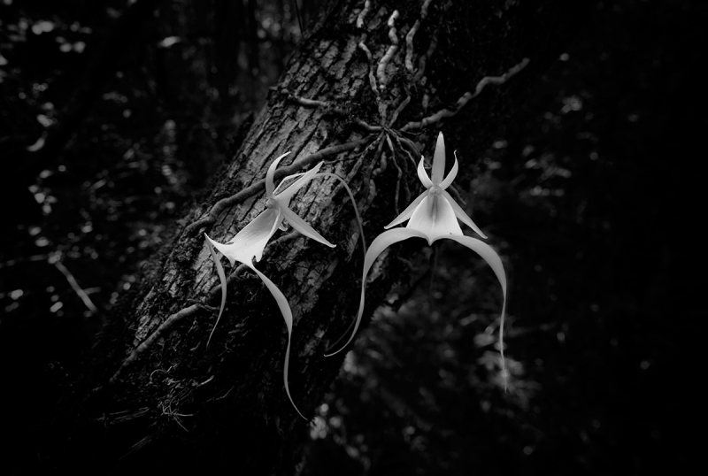 Ghost Orchid Twin