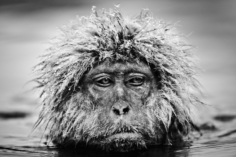wildlife photography from the ground up, david yarrow wildlife photography