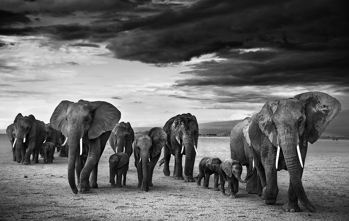 wildlife photography from the ground up, david yarrow wildlife photography