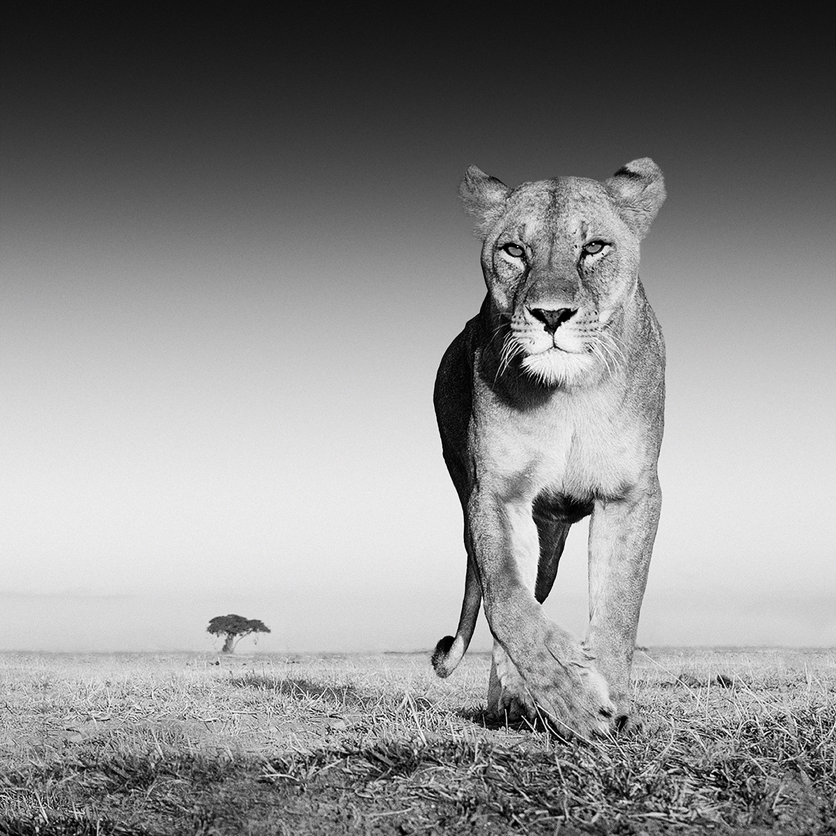 wildlife photography from the ground up, david yarrow wildlife photography