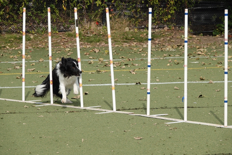 The Sony RX10 IV was easily able to track agility dogs as they quickly navigated courses set up for them. The RX10 IV is so fast, that you can easily turn a series of images into a movie. 
