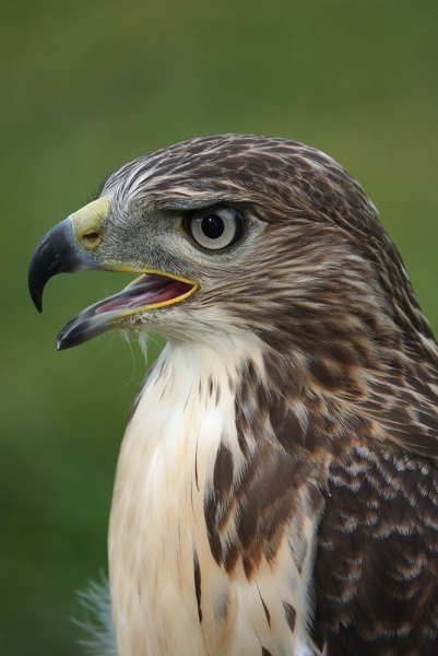 Although the RX10 IV was ready for this bird to fly, this juvenile Red Tail hawk decided to pose for a few portraits instead. The detail captured by the Sony RX10 IV's 24-600mm lens is incredibly sharp. Focal length 220mm