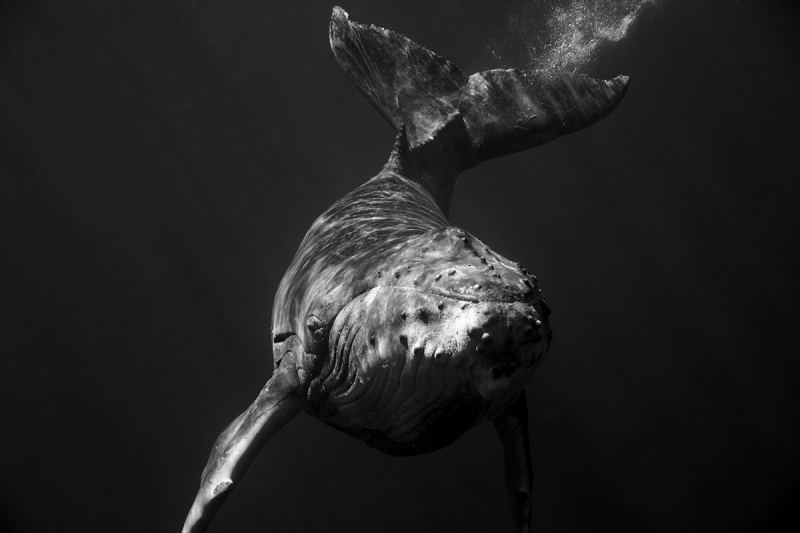 Jem Cresswell whale photography