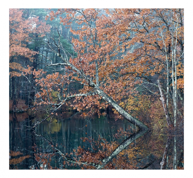 The fall foliage provided abundant subject matter for the Fujifilm GFX 50R.