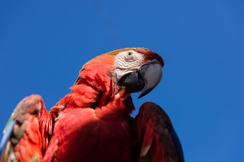 This macaw was photographed at 70mm f/2.8 using a Canon EOS 5DS and the Sigma 24-70mm F2.8 OSHSM Art lens, resolving extraordinary subject detail.