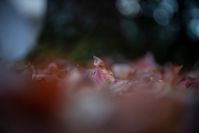 You can get a feel for the extremely shallow depth of field possible in this dreamy image photographed using the RF 50mm F1.2 L lens on the Canon EOS R. 