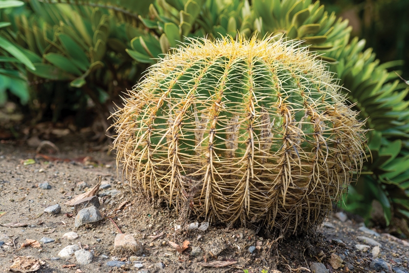 I was able to photograph a ground-level four-exposure focus stack of a barrel cactus and stay high and dry by using the CamRanger 2 to control the shot. 