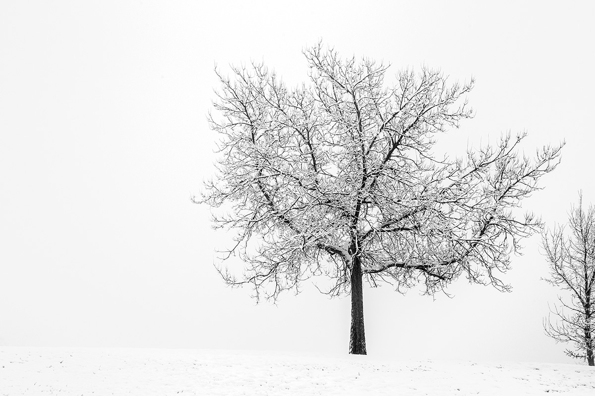 Mike Pach was inspired to make one photo of the same tree each day for a year after seeing it one day covered in snow and ice. 