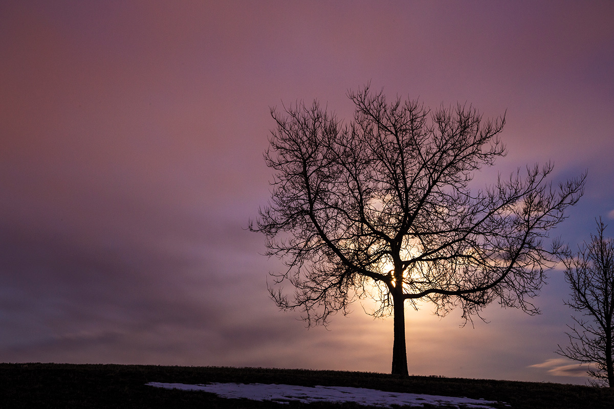 Mike Pach challenged himself to photograph the same tree each day, often at sunrise and sunset.