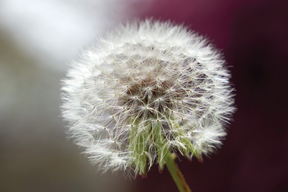 Close-up of a dandelion in seed phase