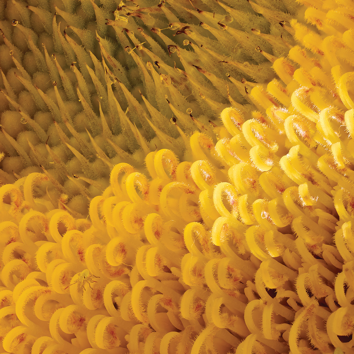 Extreme closeup of part of the center of a sunflower blossom