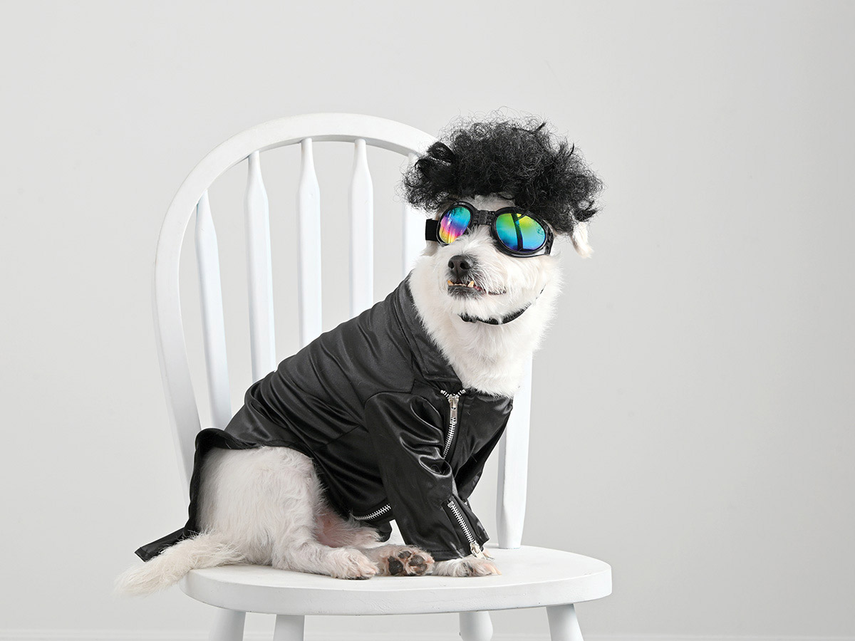 white dog wearing a back wig, motorcycle jacket, and sunglasses, sits in a white wooden chair