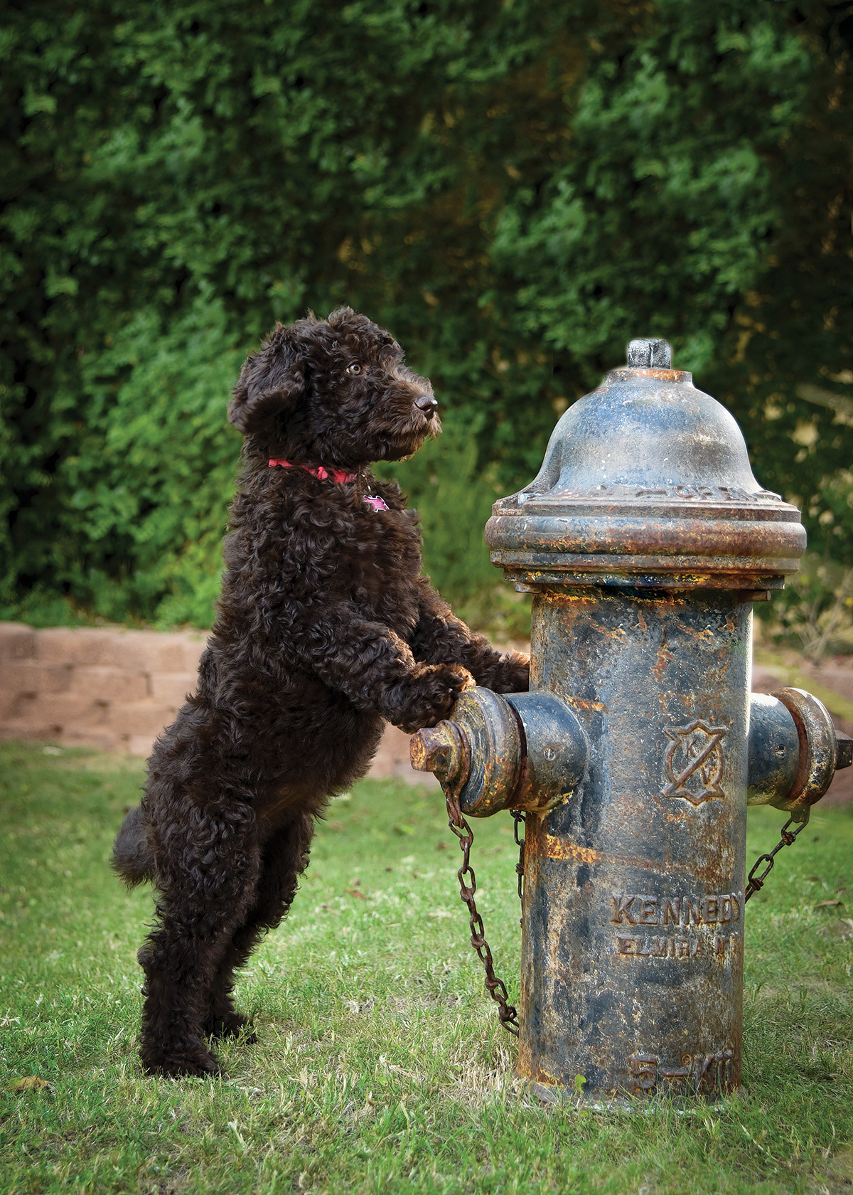 Black dog standing on hind legs with front legs on a fire hydrant