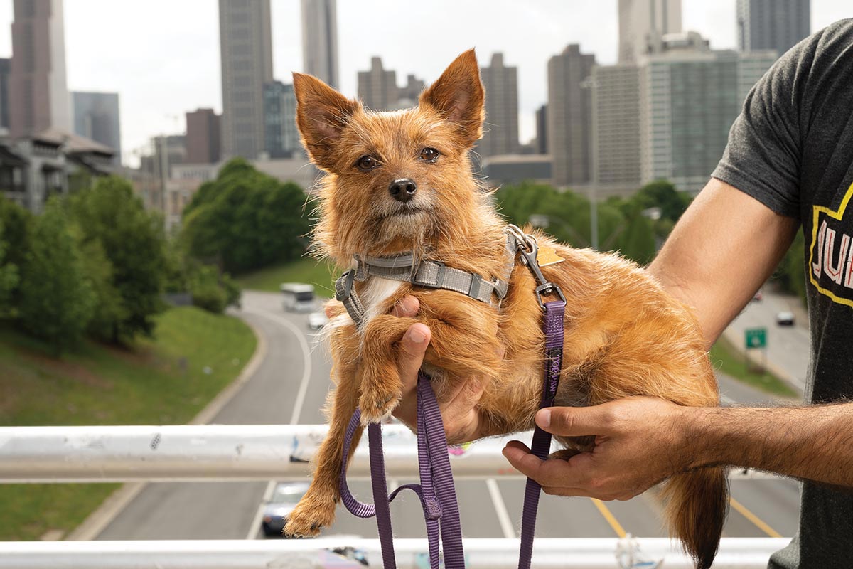 A person, not fully in frame, holds their small dog in harness and leash for a portrait taken from a bridge that prominently features the Atlanta downtown skyline in the background. The (possibly) Cairn Terrier has a very dignified expression.
