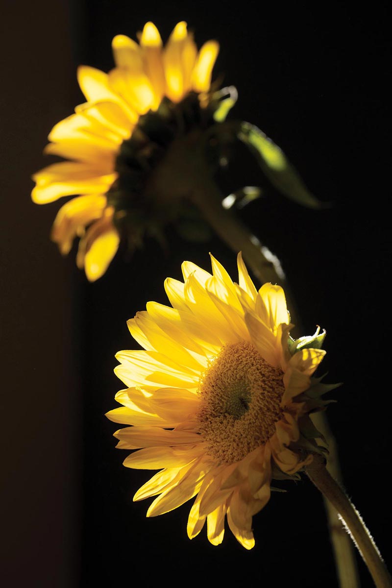 A still life of two sunflowers on a dark background with sunlight illuminating the petals