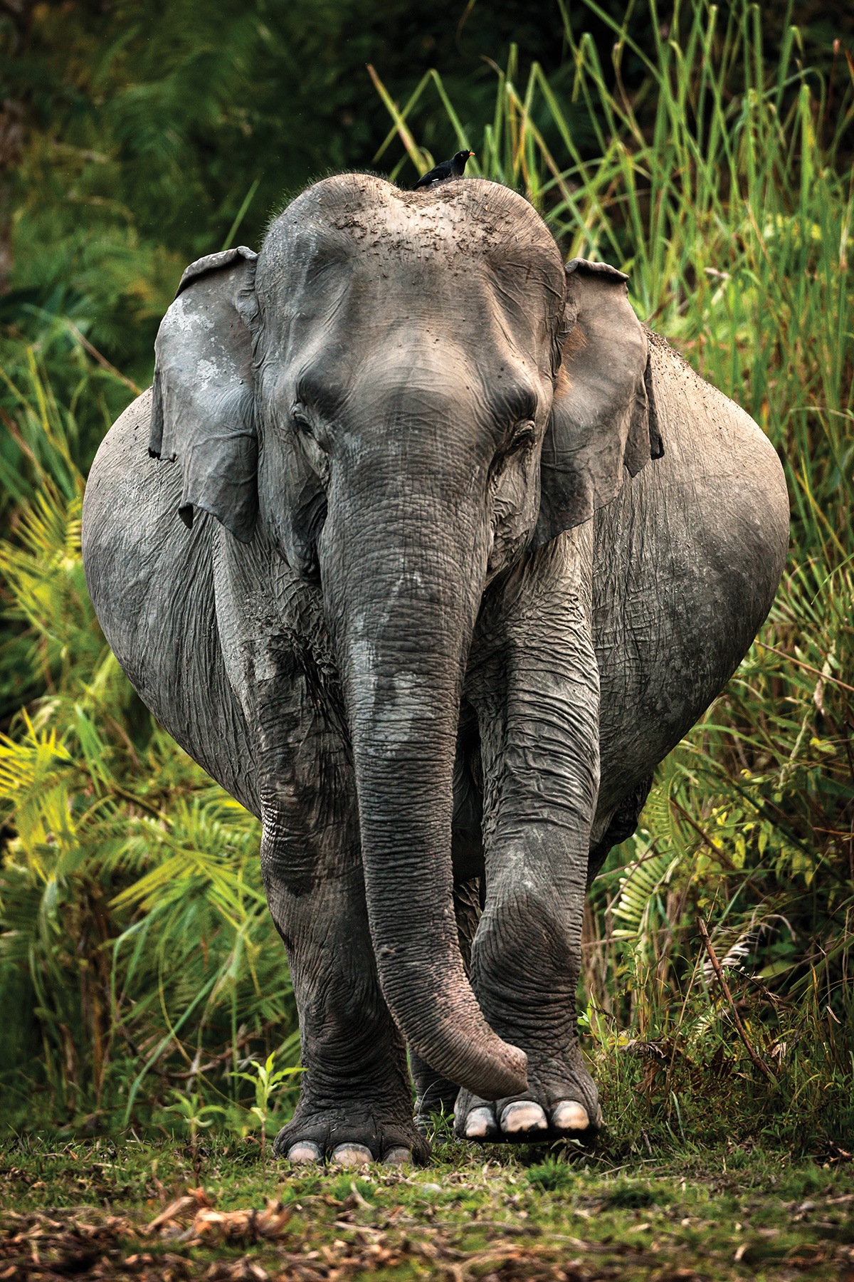 A pregnant elephant seen from the front