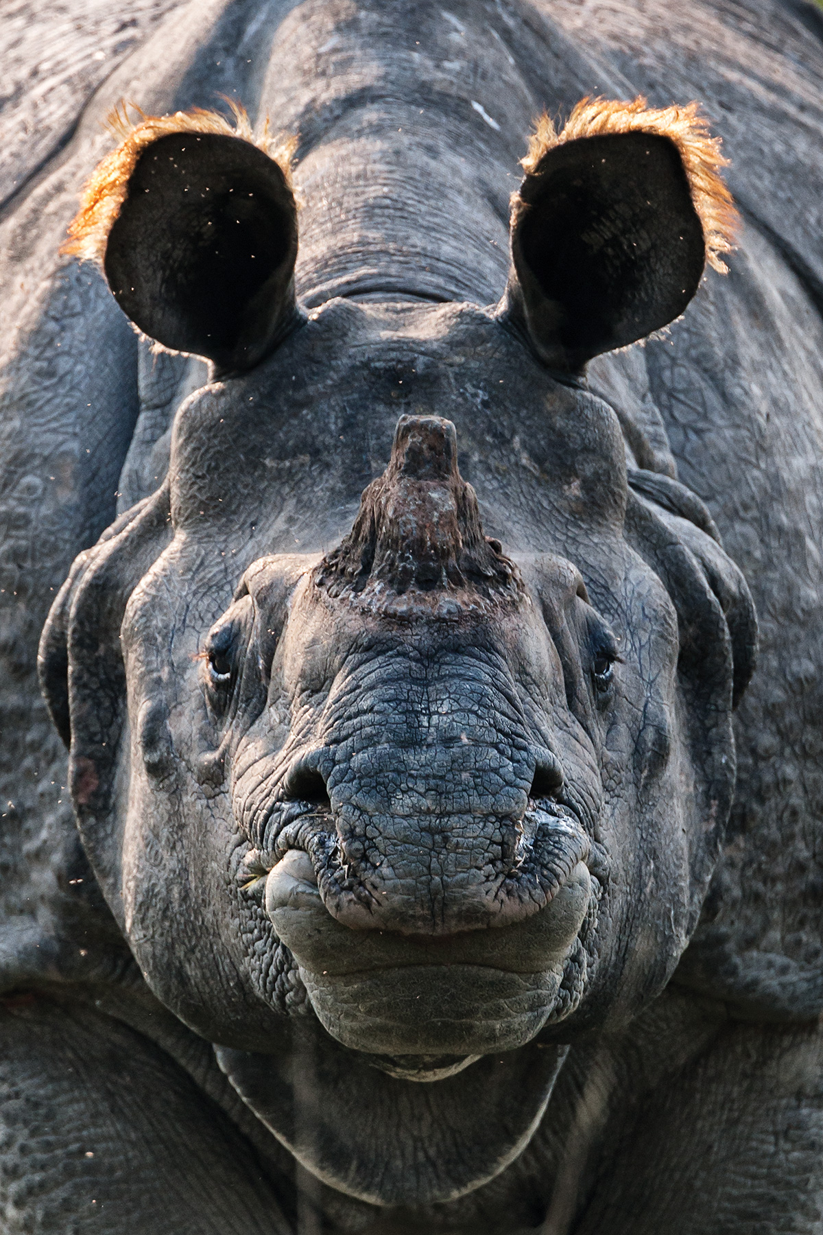 Frontal view of a rhino