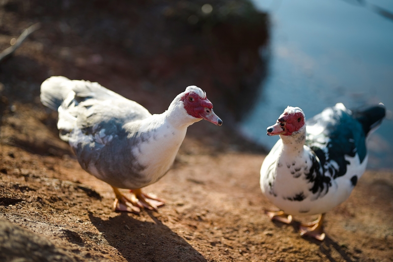 One of the best features of the Sigma fp is the range of lenses it can use. The MC-21 converter adapts to Canon EF-mount lenses, like the 85mm F1.4 DG HSM Art lens used for this image.  