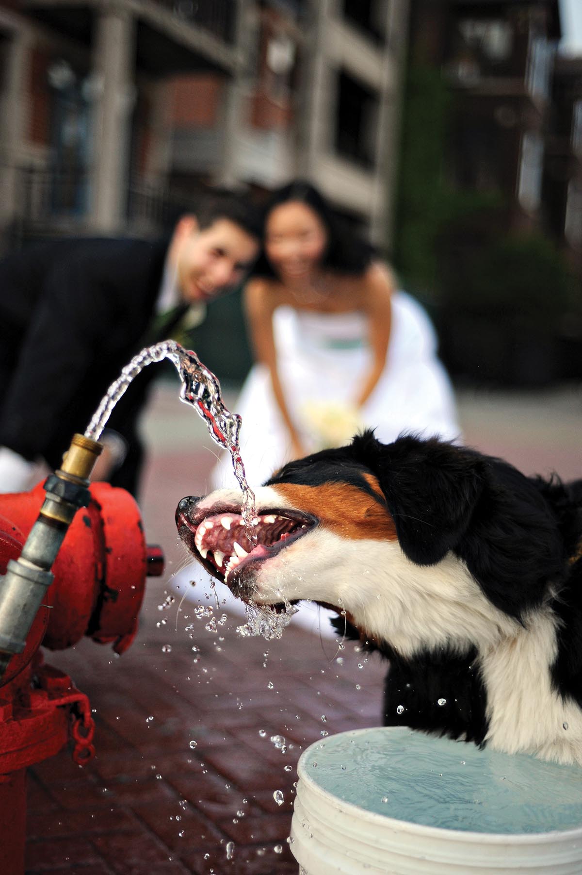 A black, brown, and white dog drinks from a spout as a wedding couple laughs out of focus in the background.