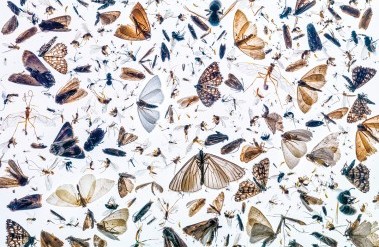 1.2022-Pal-Hermansen-Insect-diversity-CUPOTY03-Insects-1st_.jpg