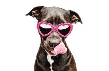 1.25-Liteback-PPA_.012.OurDogs-copy_.jpg