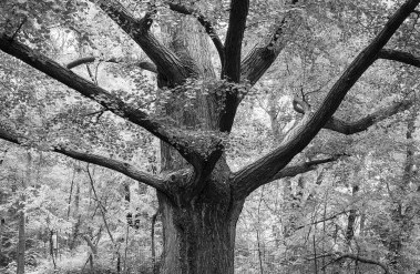 10.22-B0003735_Gingko_biloba,_Prospect_Park_.jpg