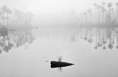 10.23-PP-Fallen_Palm__Fog,_2015_.jpg
