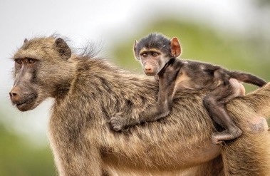 12.22-KevinDooley_BaboonBaby_.jpg