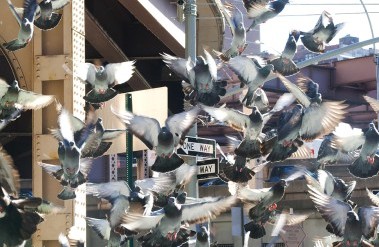 12.24-68-pigeons-fly-59th-st160Final_Garn_image_forMia-copy_.jpg