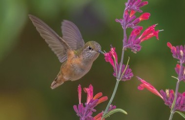 2.25-Rufus-Female-at-Santa-Fe-Botanical-Museum-jpeg_.jpg