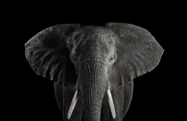 201604_wilson_africanelephant1.jpg