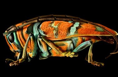 20184-header_jewel-longhorned-beetle.jpg