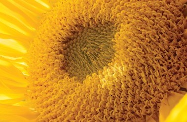 202112-Sunflower-Nikon-Z-7II-Nikkor-Z-105mm-f2_8-MC_1200px16x9.jpg