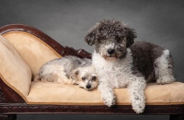 202404_LegacyPets_DSC01600_AngelaLawson.jpg