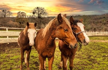 3-23-PP-Horses_along_the_road_in_America_copy.jpg