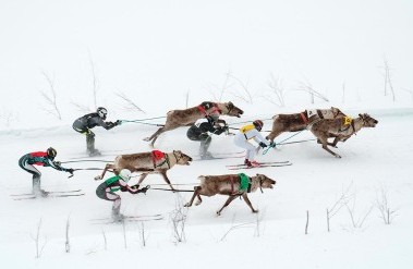 3-23-Reindeer_Racing_-_Finland.jpg