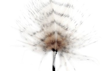 4-22-4-22-owl-feather-11x17.jpg