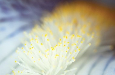 4-22-Iris-Jane-Phillips-5.jpg