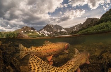 4.25-Colorado-River-Cutthroat-Trout_David-Herasimtschuk_Freshwaters-Illustrated_.jpg