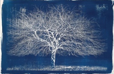 5.21-cyanotype-3a_.jpg
