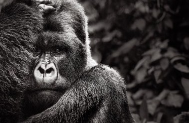 5.23-PP-Exceptional-Creatures-Drew-Doggett-Noir_.jpg