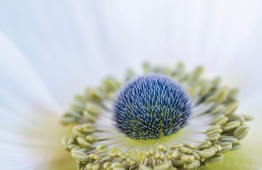 5.25-CKarchner-White-Anemone-PPA-Mag_.jpg