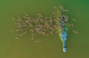 6.23-PP-Dhritiman_Mukherjee_._Gharial_._Status,_Critically_Endangered_._National_Chambal_Sanctuary,_India_.jpg
