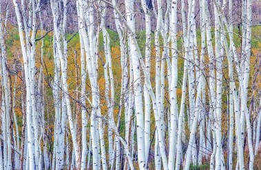 7.23-PP-Autumn,_aspen_trees,_Piney_Peak_Ranch,_Colorado,_John_Fielder_.jpg
