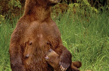 82020Bears-DSC5040-by-Michelle-Valberg.jpg