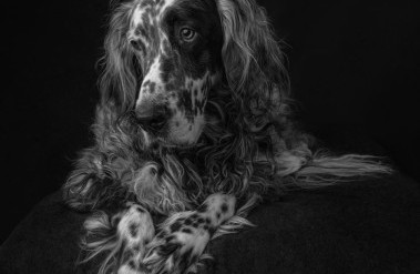 animal-1004-3_daydreaming_danicabarreau.jpg
