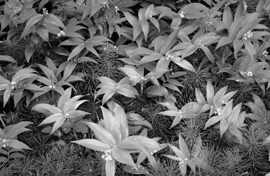 header-112020-false-king-solomons-seal,-horsetail-plants,-flathead-national-forest.jpg