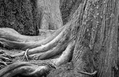header-112020-recumbent-tree-roots.jpg
