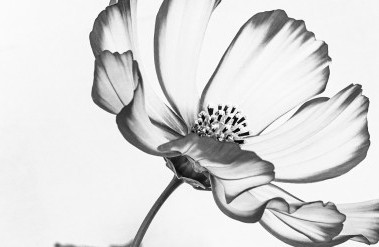header-72020-2-anne_macintyre_306372.jpg